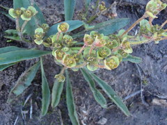 Euphorbia silenifolia