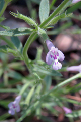 Hedeoma oblongifolia