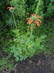 Leonotis nepetifolia