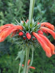 Leonotis nepetifolia
