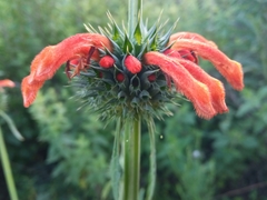 Leonotis nepetifolia
