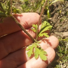 Villanova achillaeoides