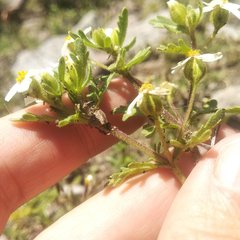 Villanova achillaeoides