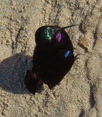 Chalcomitra amethystina amethystina