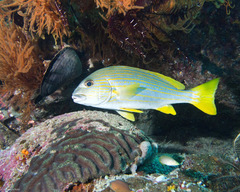 Plectorhinchus chrysotaenia