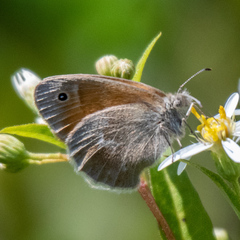 Coenonympha