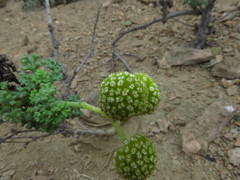 Eremocharis fruticosa