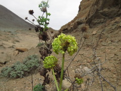 Eremocharis fruticosa