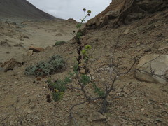 Eremocharis fruticosa