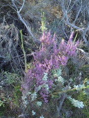 Erica newdigatei