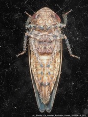 Paraphlepsius tennessus