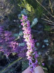 Erica newdigatei