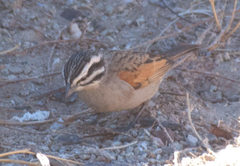 Emberiza capensis capensis