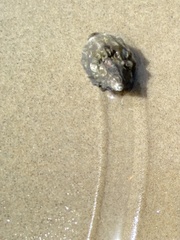 Gastropoda