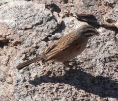 Emberiza capensis capensis