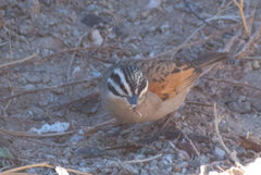 Emberiza capensis capensis