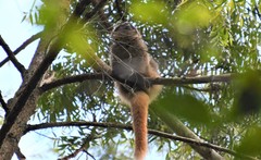 Callicebus nigrifrons
