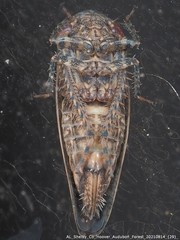 Paraphlepsius tennessus