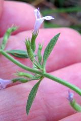Hedeoma oblongifolia