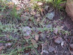 Hedeoma oblongifolia