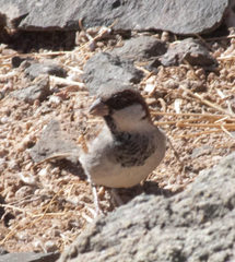 Passer domesticus indicus