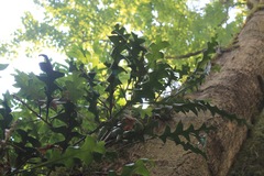 Disocactus anguliger