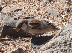 Passer domesticus indicus