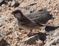 Passer domesticus indicus