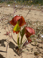 Gladiolus speciosus