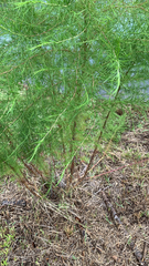 Eupatorium capillifolium image