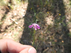 Dianthus borbasii
