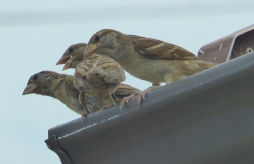 House Sparrow photographed in South Carolina