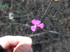Dianthus borbasii