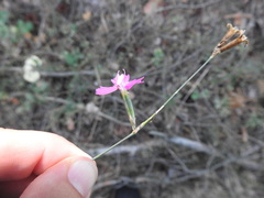 Dianthus borbasii