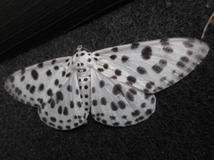 Antipercnia albinigrata