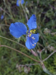 Commelina dianthifolia