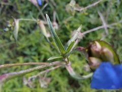 Commelina dianthifolia