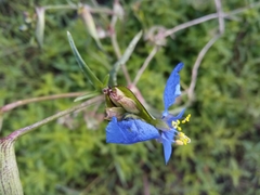 Commelina dianthifolia