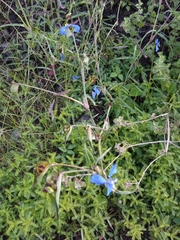 Commelina dianthifolia