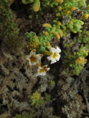 Heliotropium pycnophyllum
