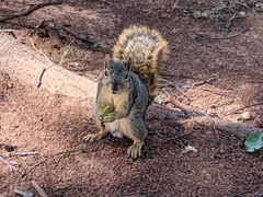 Sciurus niger
