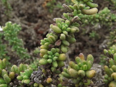 Heliotropium pycnophyllum