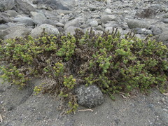 Heliotropium pycnophyllum