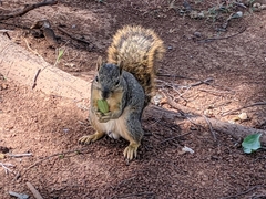 Sciurus niger