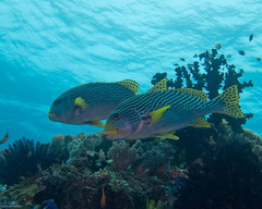 Plectorhinchus lineatus