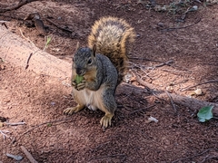 Sciurus niger