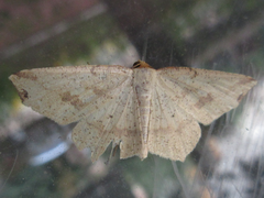 Pareclipsis gracilis