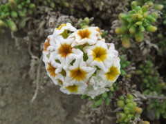 Heliotropium pycnophyllum