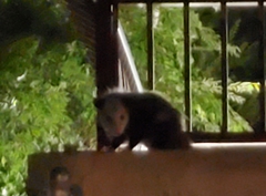 Didelphis virginiana