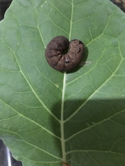 Spodoptera dolichos